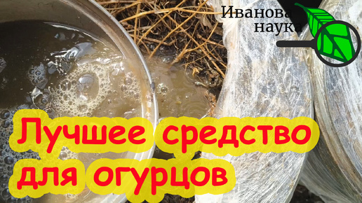 Полил 1 раз ОГУРЦЫ и они нарастают тоннами: ВОССТАНОВИТЕЛЬ ПОЧВЫ и АКТИВАТОР КОРНЕЙ своими руками.