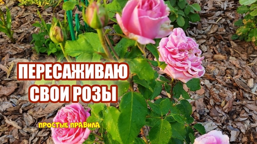 Дедулька сосед подсказал "как пересадить розу" на новое место. Растение испытает меньший стресс, если вы учтете – 6 нюансов