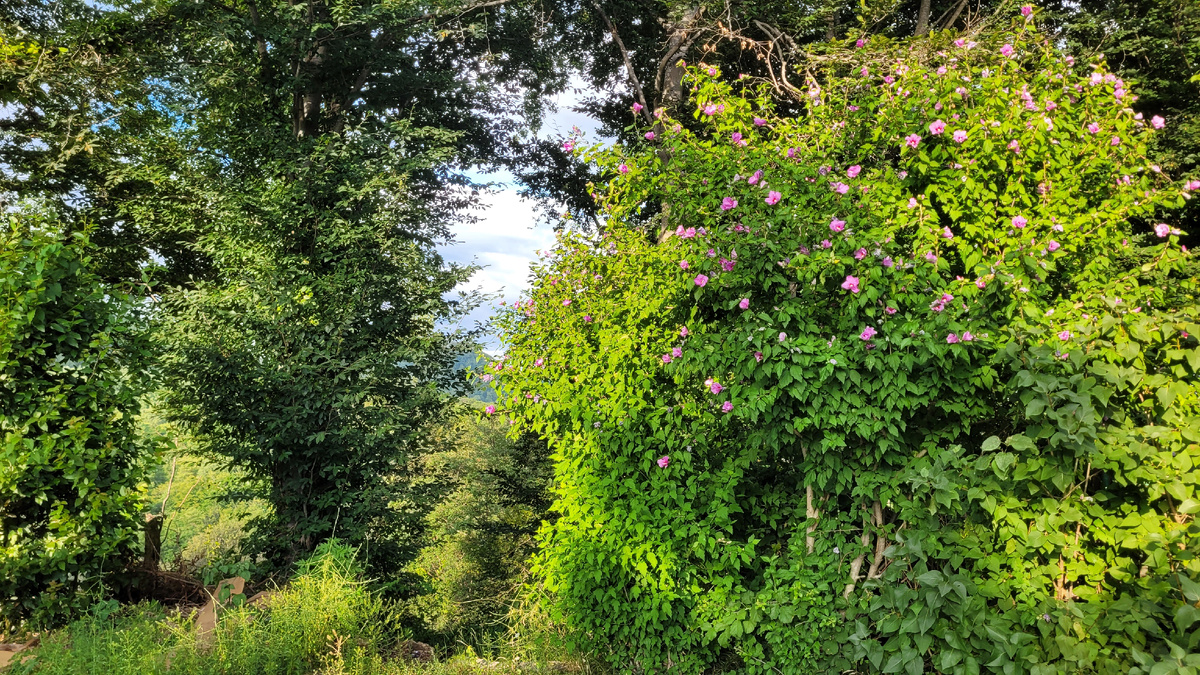 Цветущий куст на фоне гор в Сочи