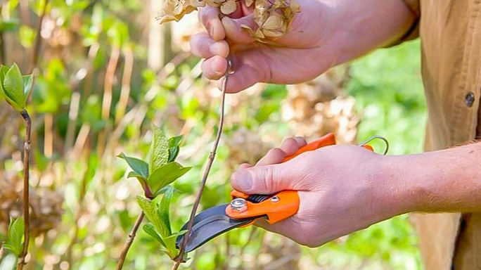 Гортензия имеет высокую побегообразовательную особенность. Даже молодые веточки вырастают длиной не менее 1 м и на конце каждого побега располагаются соцветия. 