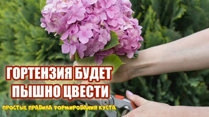 Обрезка метельчатой гортензии проводится для того, чтобы сохранить декоративность куста, добиться пышного и продолжительного цветения.