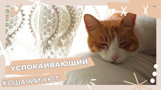 Успокаивающий кошачий уют