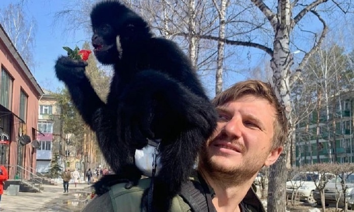    Гиббон в поисках невесты