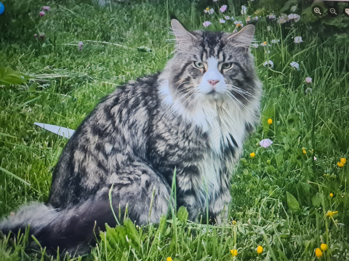 Вот таким красавцем он забрёл к нам на дачу в прошлом году, где-то в конце августа