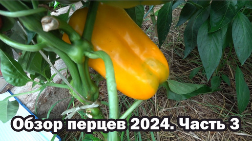 Обзор сортов сладкого перца - 2024. Часть 3. Подкормка перцев.