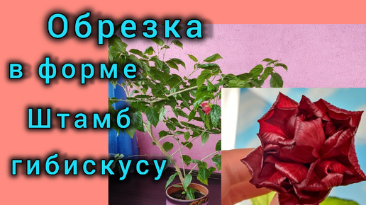 Цветущий шар из гибискусов за счет штамбовой формы и пересадки китайской розы