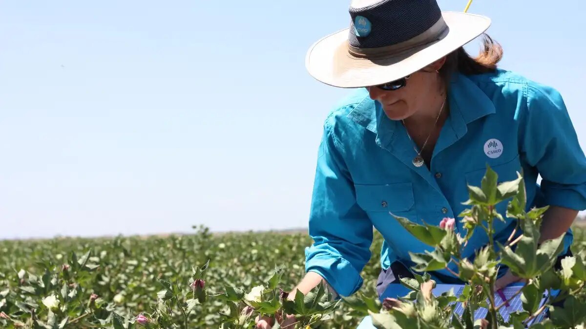 Фото:CSIRO Селекционер австралийской селекционной компании CSIRO