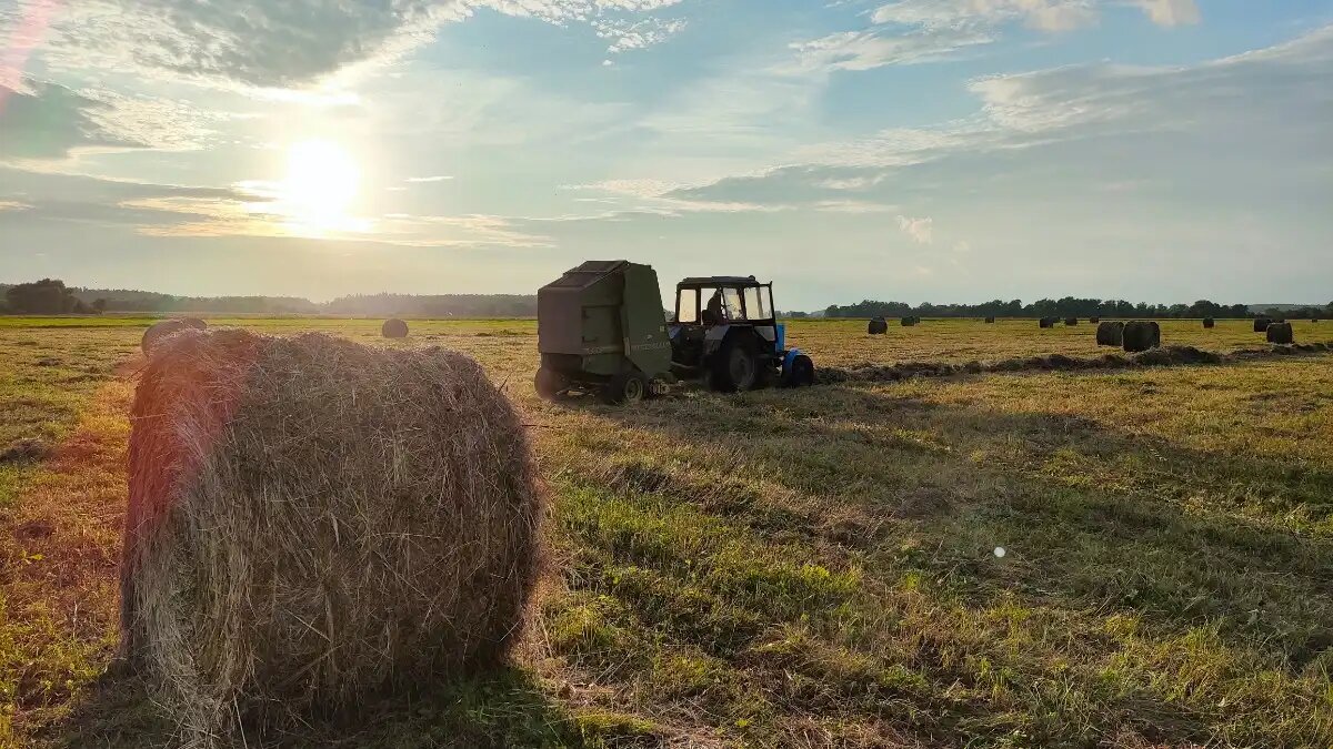 Фото:© Артем Борисов / Glavagronom.ru Ураганы, ливни и град повредили поля аграриев в Беларуси