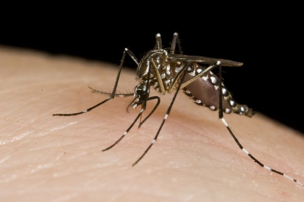    The Mesocyclops is a predator that eats the dengue mosquito larvae. Photo: Simon Kutcher, AFAP. Contact photolibrary@ausaid.gov.au with the URL of an image or images to obtain a high resolution original. Анастасия Никифорова