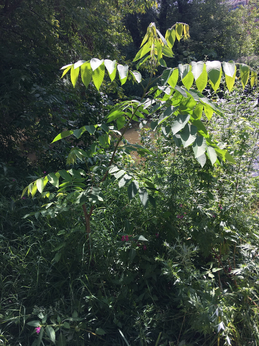 Манчжурский орех - самое быстрорастущее дерево на территории РФ