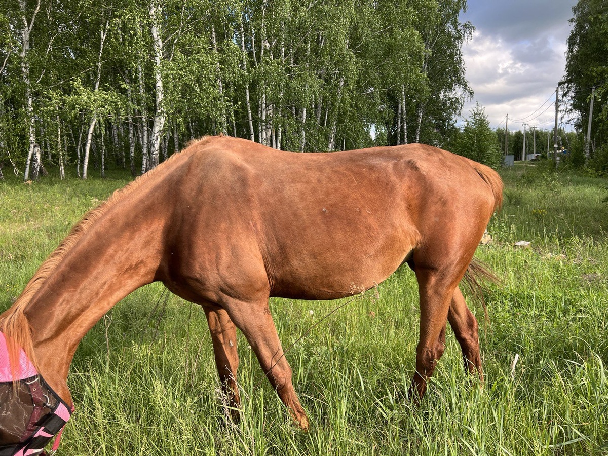 © Экографика. Эльза в июне 2023