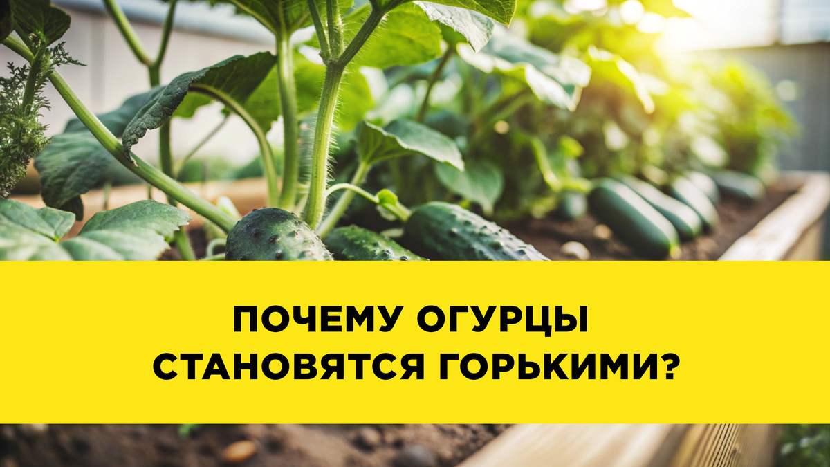 Иногда это просто настоящая проблема