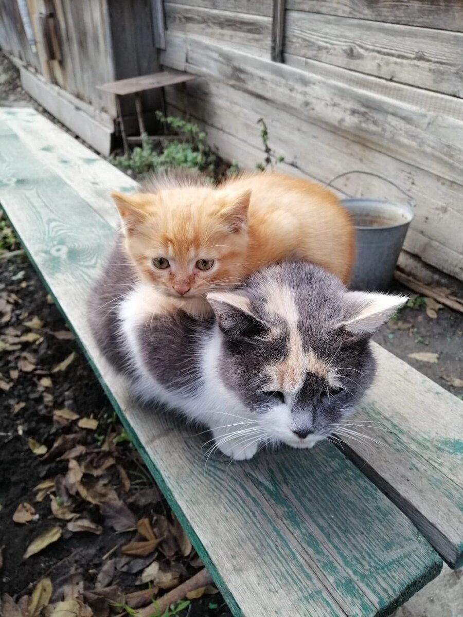 Кошечка Серка и ее котенок. Увы их уже нет....