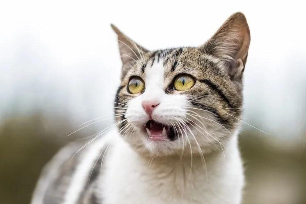 Реакция флемена у кошки