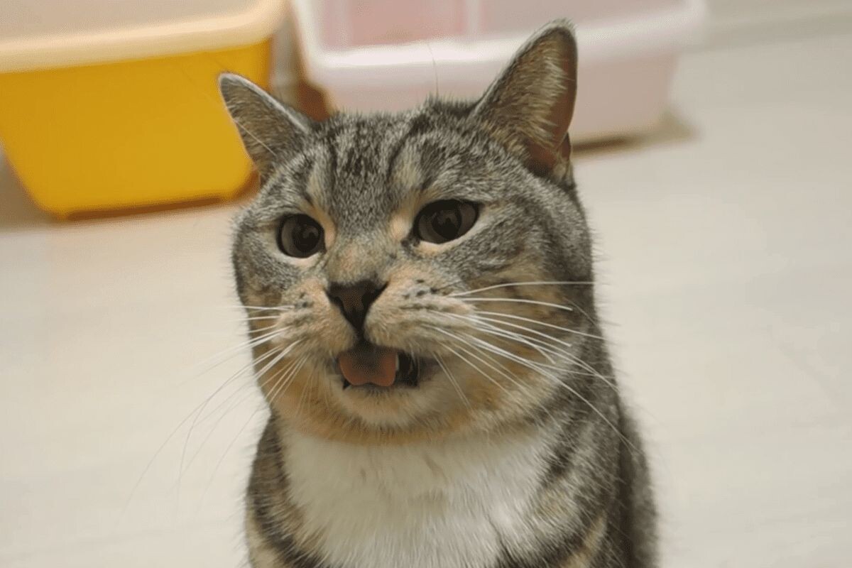 Реакция флемена