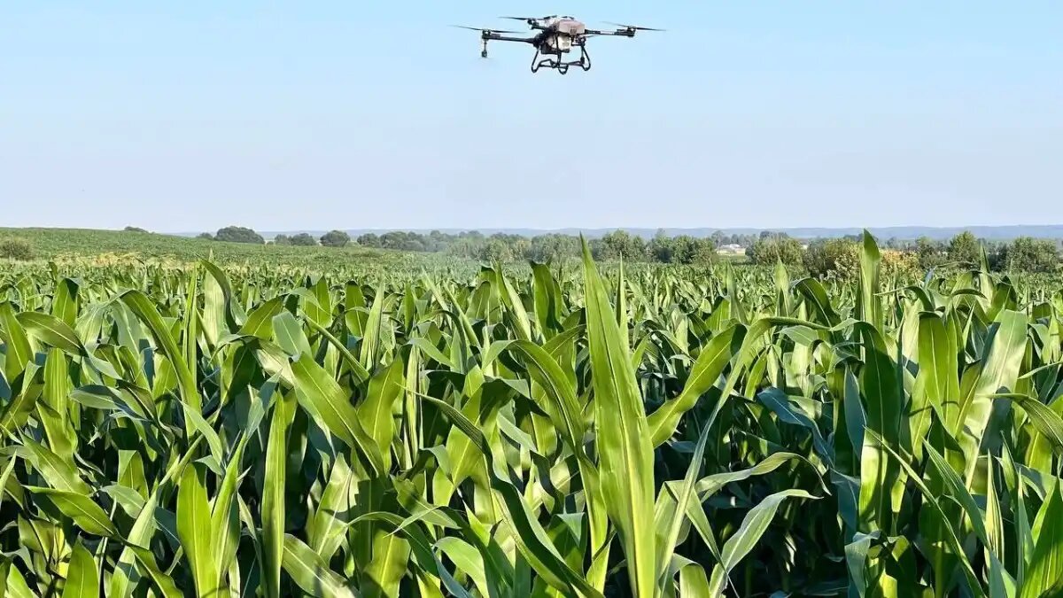 Фото:РУП «Институт защиты растений» Опыты по защите кукурузы по защите от опасных вредителей на поздних стадиях развития кульутры