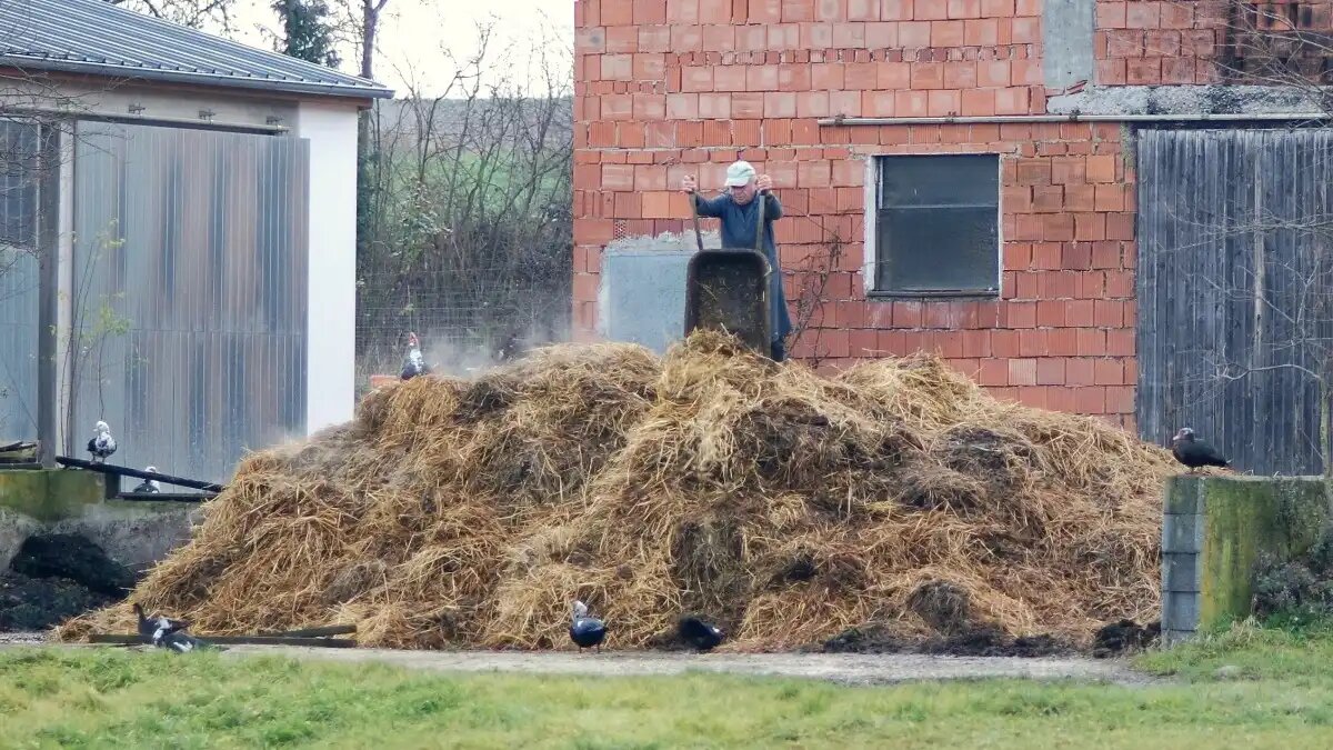Фото:© Dein Freund der Baum Подстилочный навоз представляет собой смесь подстилки, остатков корма, твердых и жидких выделений животных