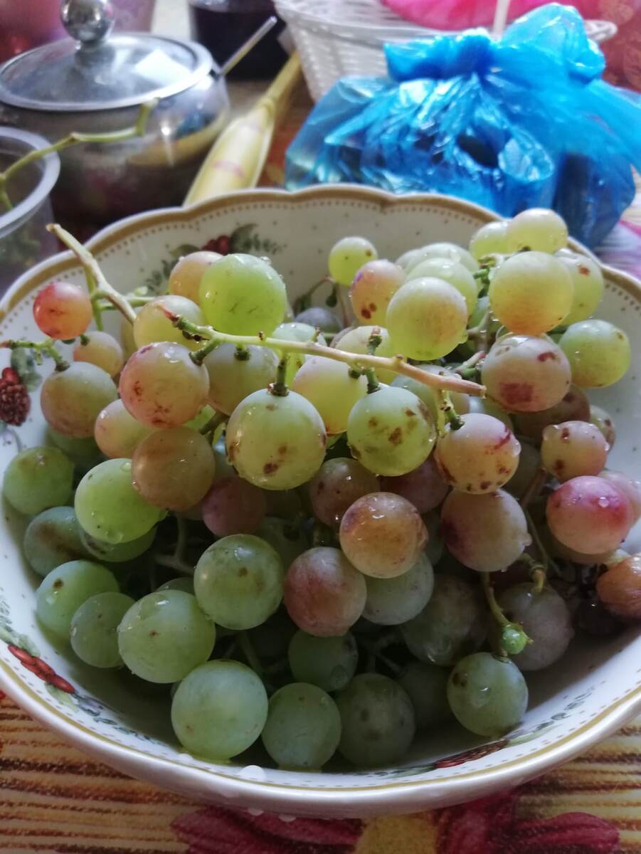 мой виноград)