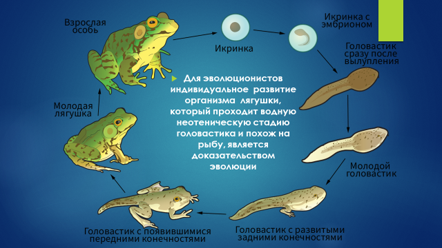 Для эволюционистов индивидуальное развитие организма лягушки, который проходит водную неотеническую стадию головастика и похож на рыбу, является доказательством эволюции