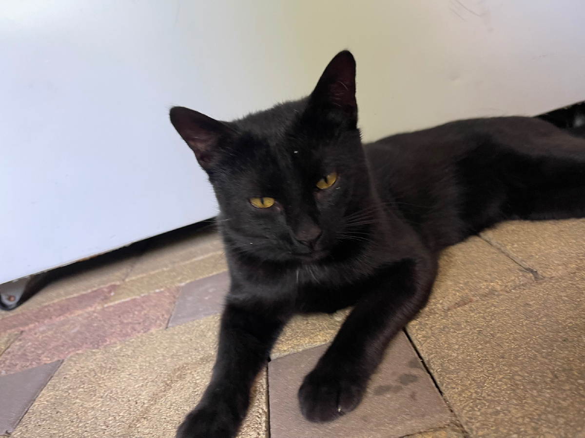 #котикнаудачу