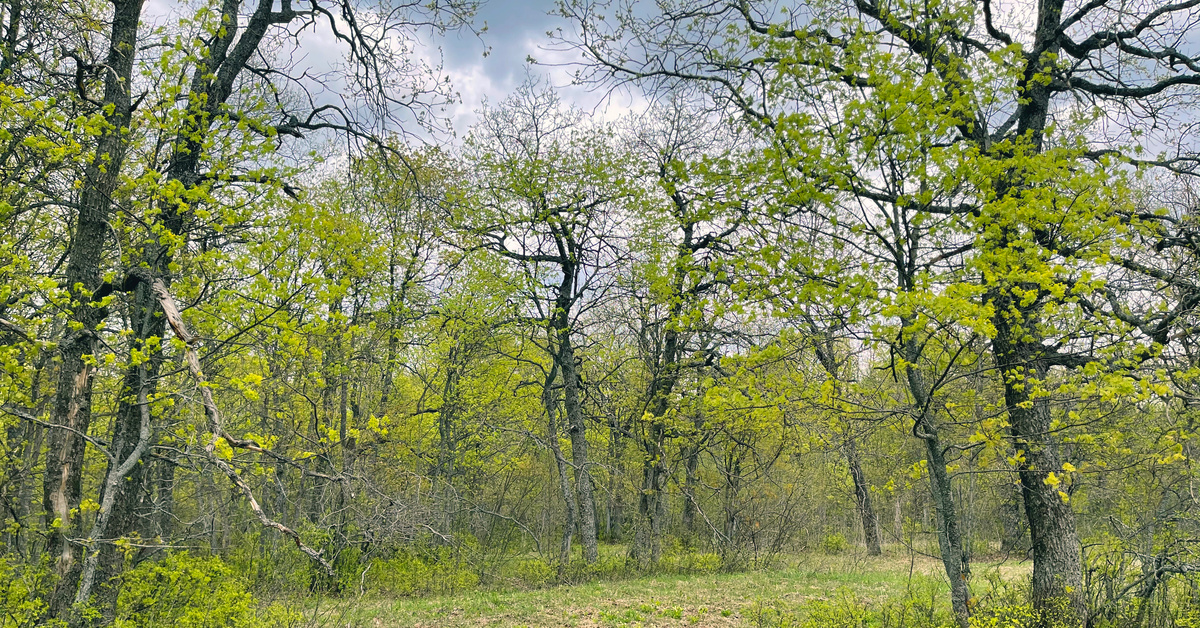 Фото из личного архива, весна 2021 г., Саратовская область