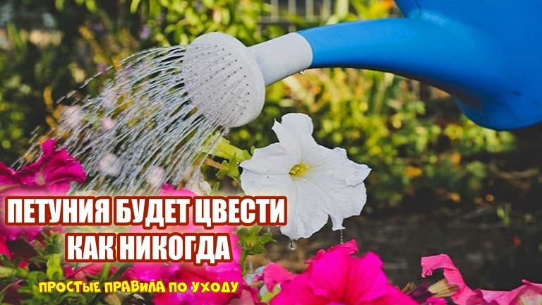 Растения любят чтобы их регулярно и обильно поливали.