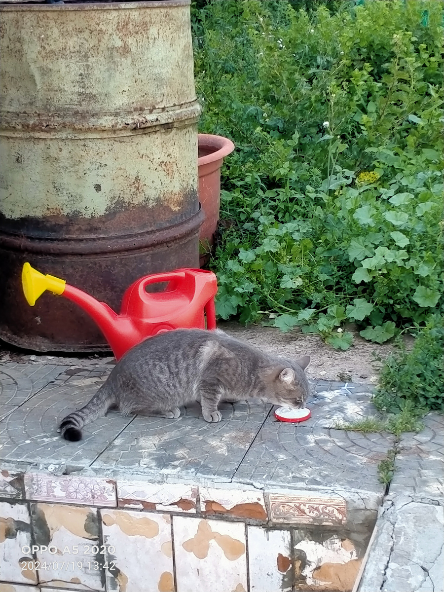 Кормим местного гостя 