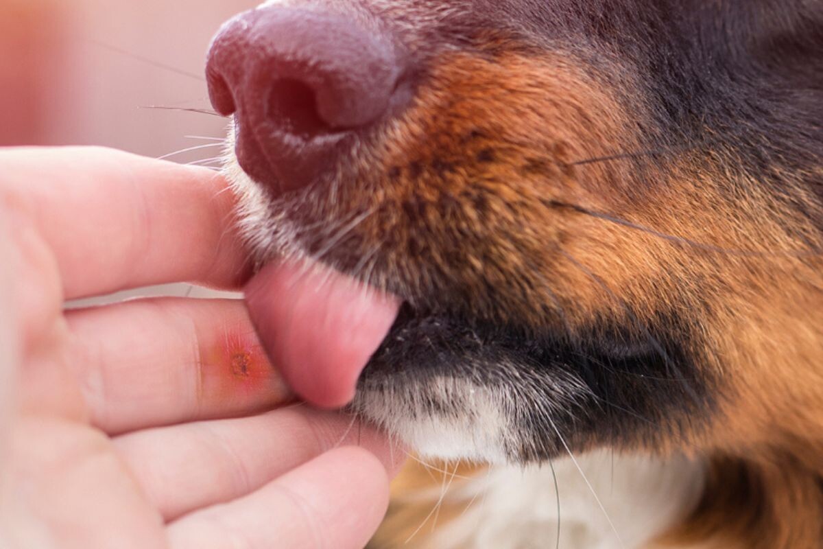 Правда ли, что собачья слюна заживляет раны?