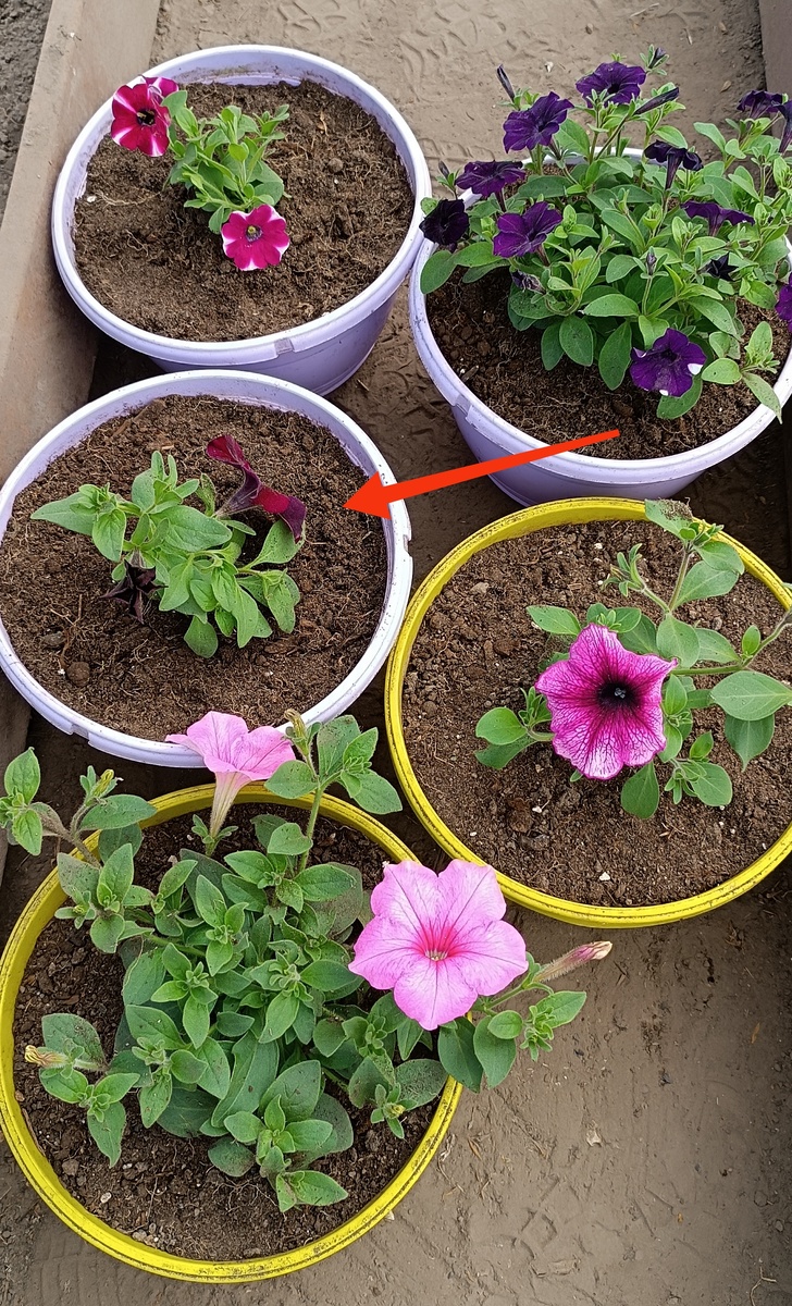 Вот она, моя страдалица