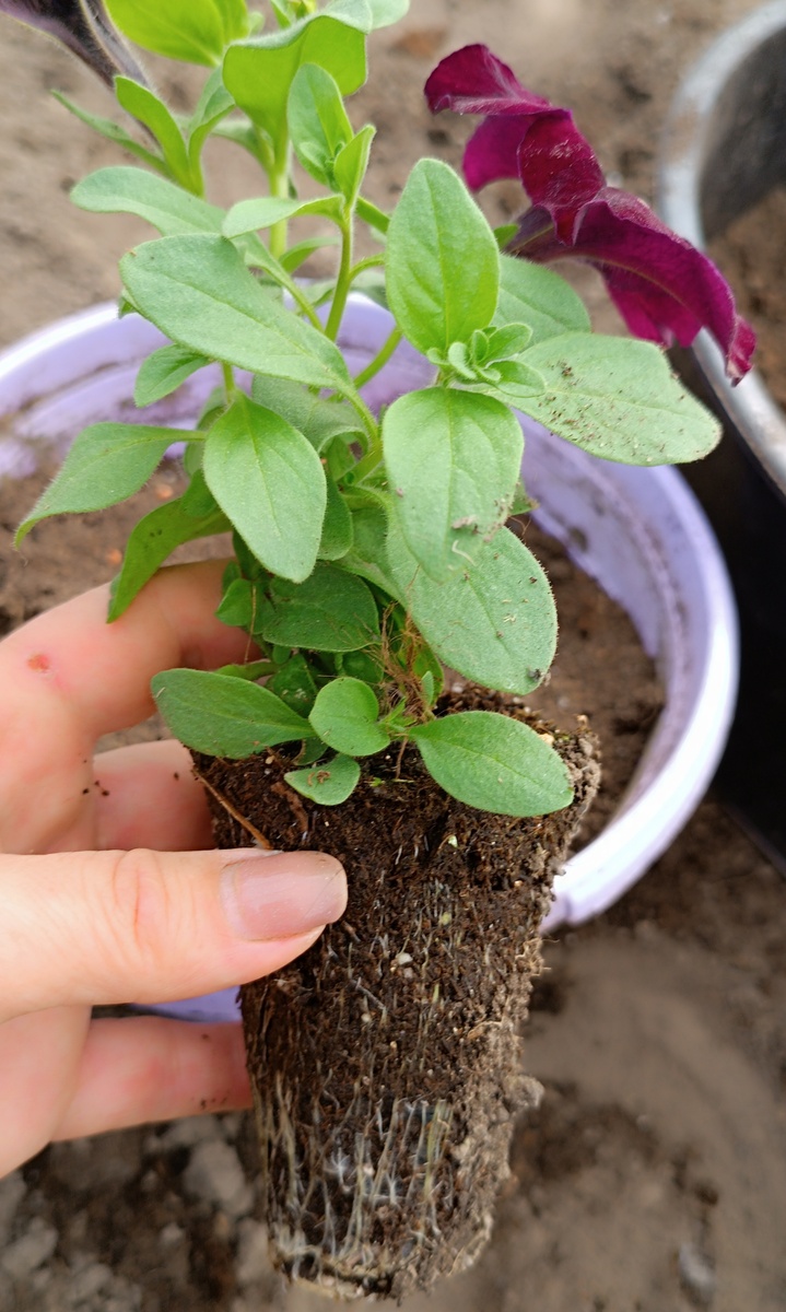 Вот такой малышкой была петуния