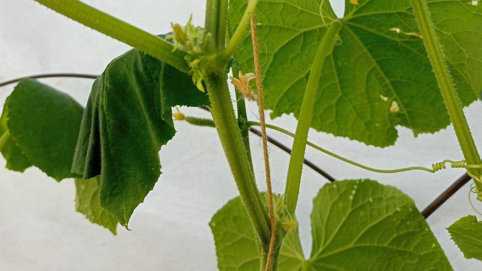 Листья огурцов вянут. Выясняем, что с огурцами и как предотвратить потерю урожая