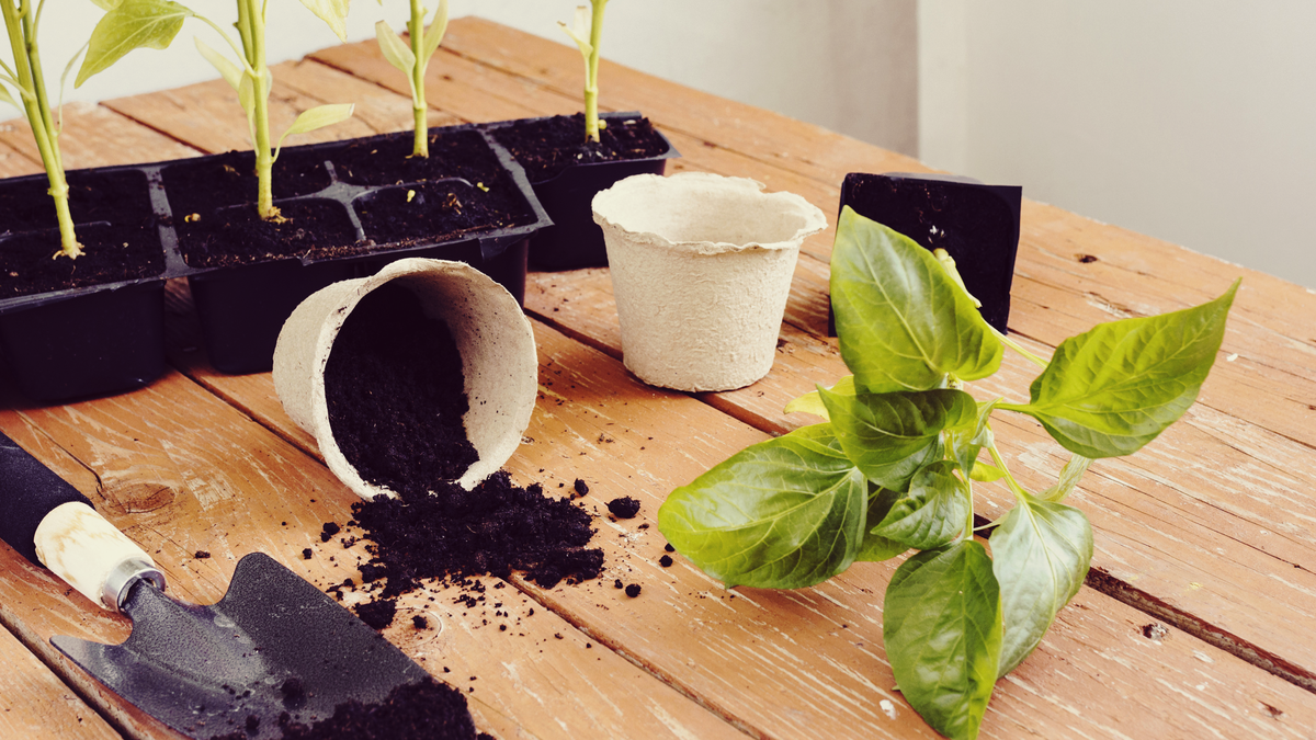 Избавление дома от грибных мошек требует рационального подхода, включающего как профилактические меры, так и методы «лечения»