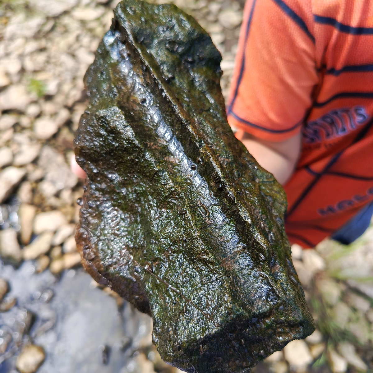 Отпечаток головоногого моллюска