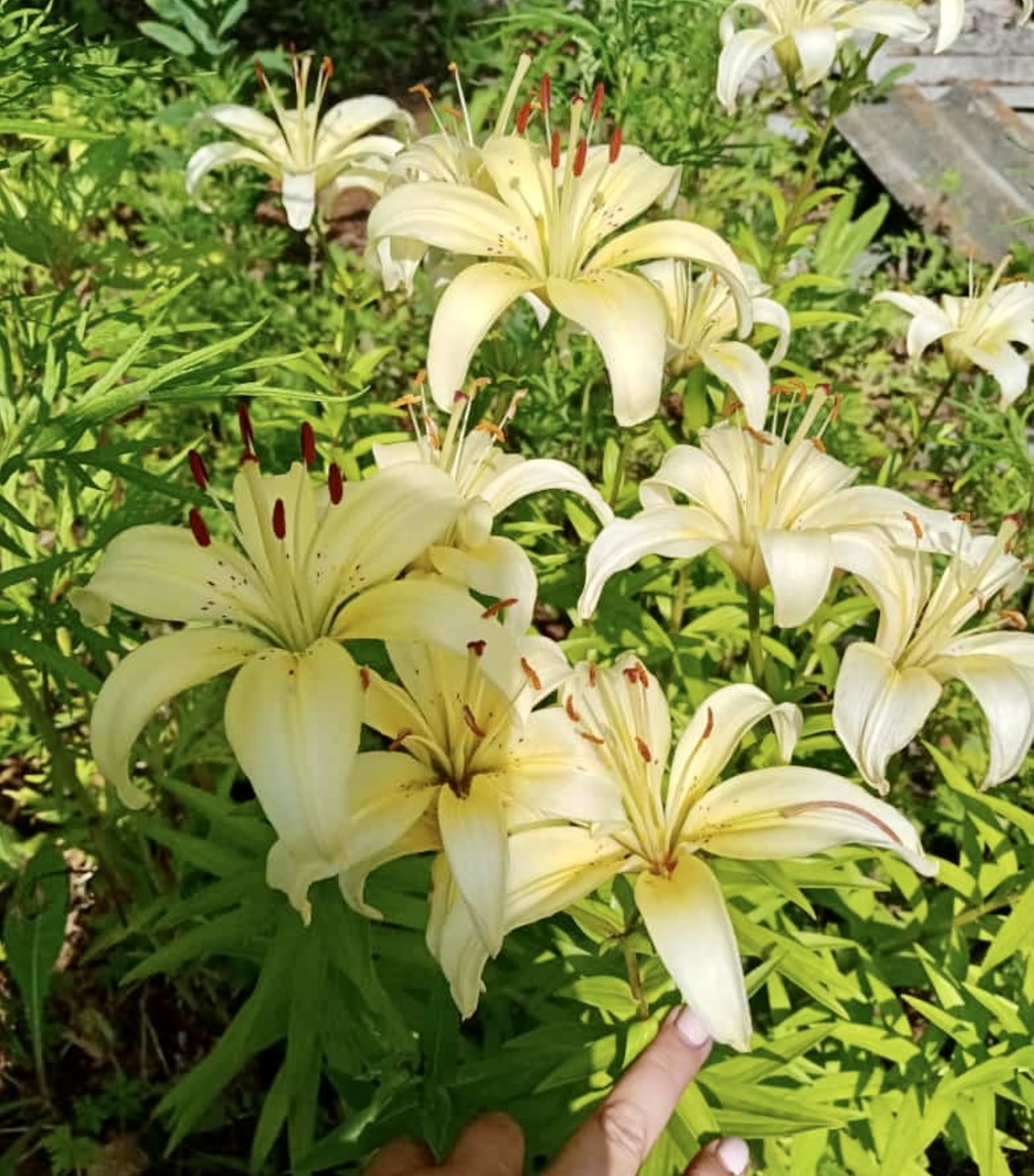 Фото автора. Лилии радуют.