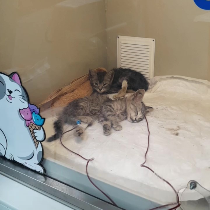 Дождик и Гроза