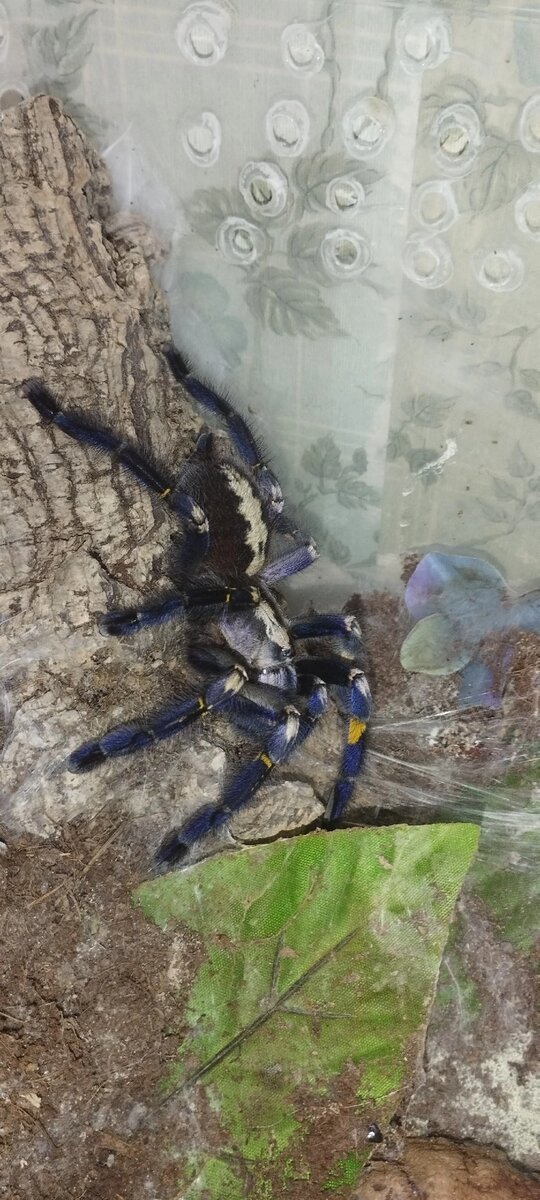 Poecilotheria metallica