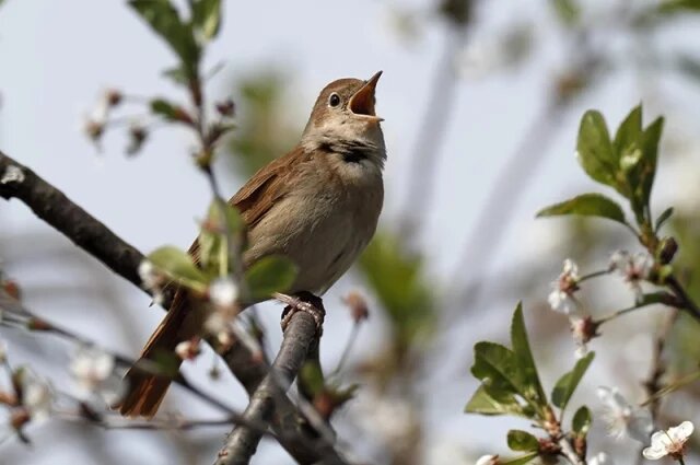    Почему птица соловей так называется?
