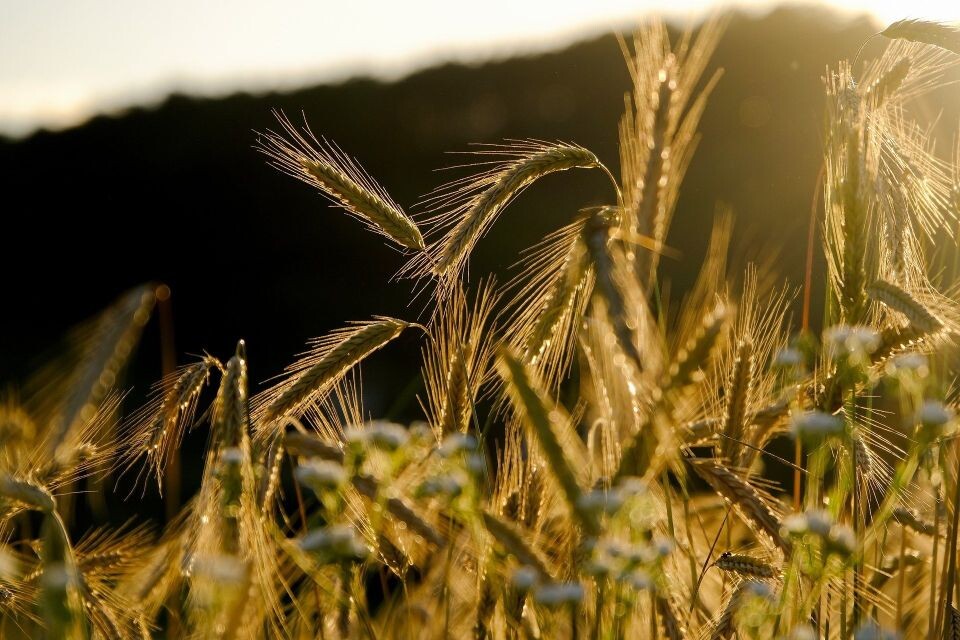    Рожь. Поле. Источник: pixabay.com
