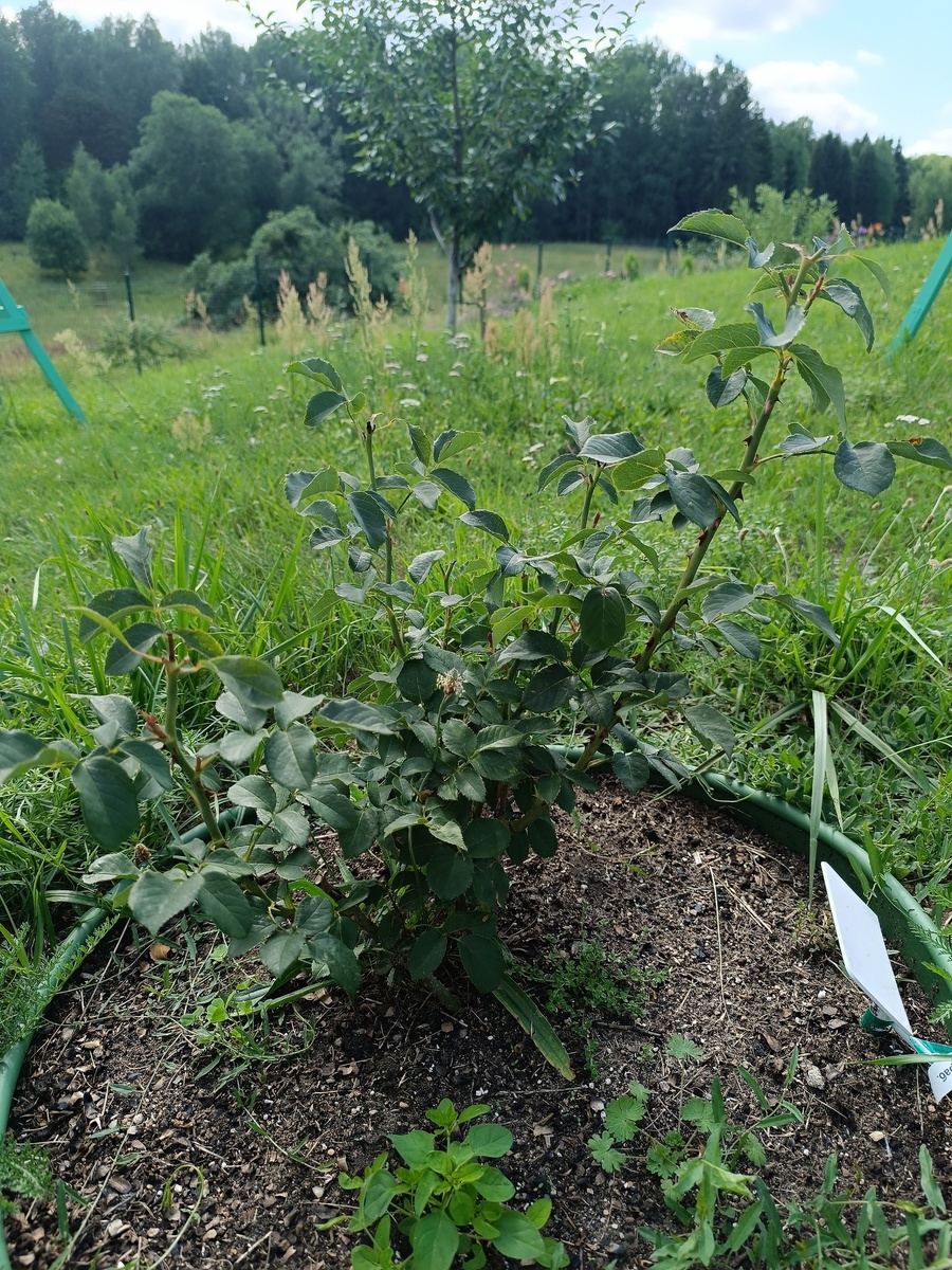 Дитер Мюллер. Категория: шрабы (парковые) Dieter Muller (Delbard, 2004).