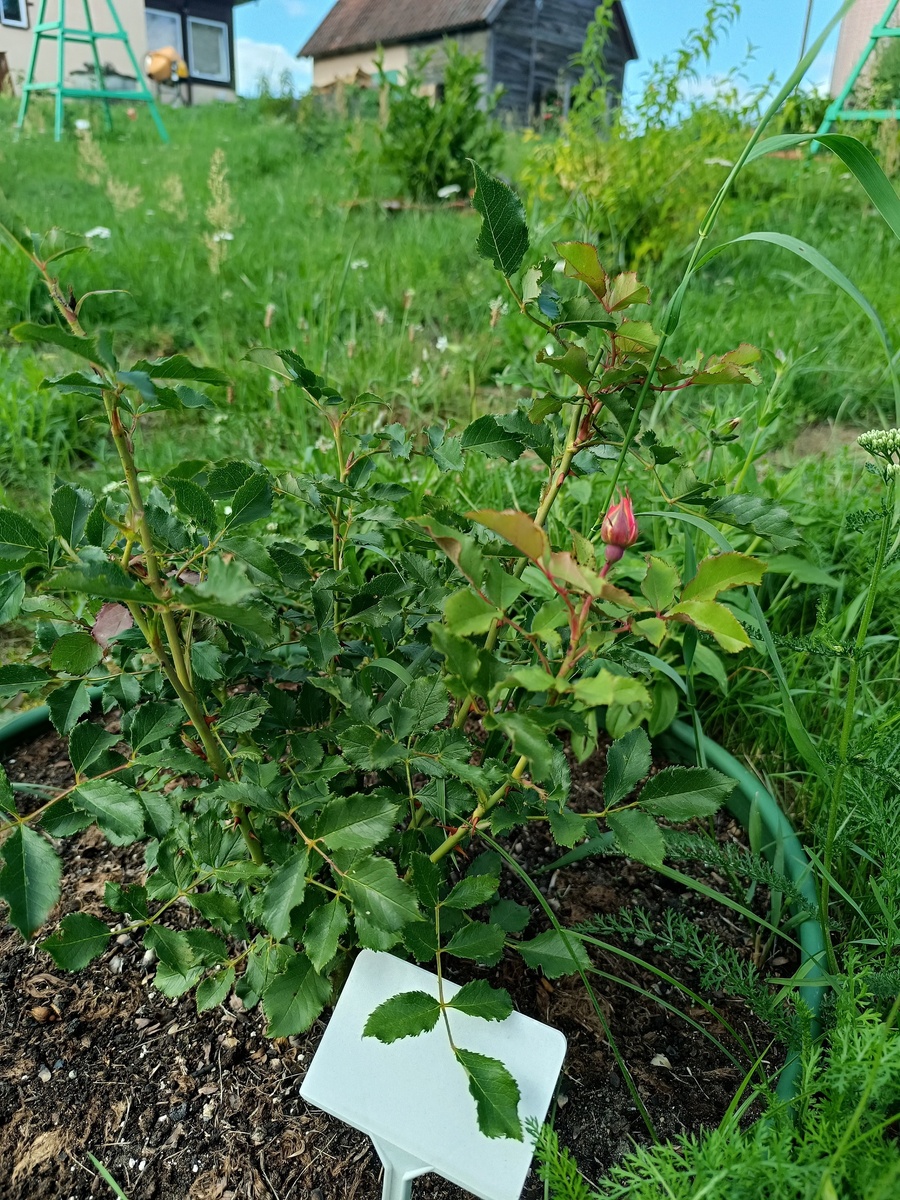 Ландлуст, Категория: Шрабы (парковые), Landlust (W. Kordes Sohne 2015)