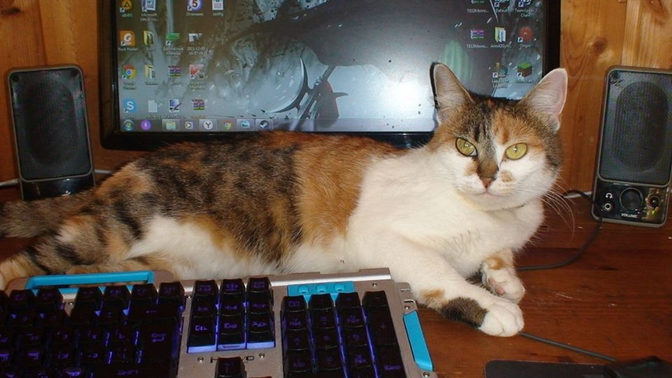 Белая, спасительница хомяков