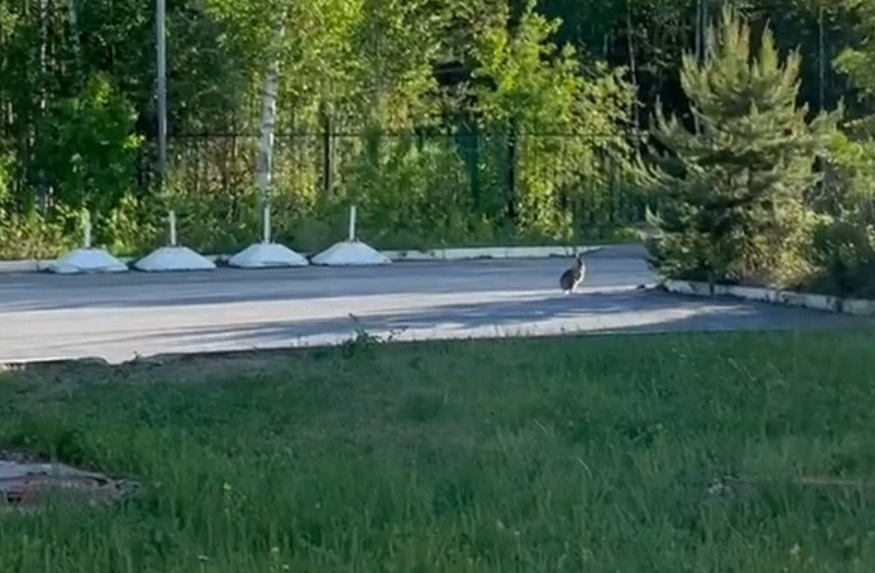    В Сургут прискакал заяц
