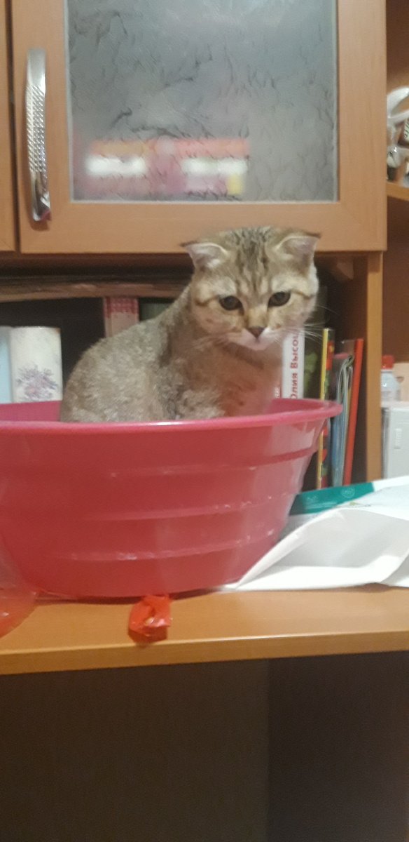 Вот фоточка... Тут я незаметно слежу за Алисой