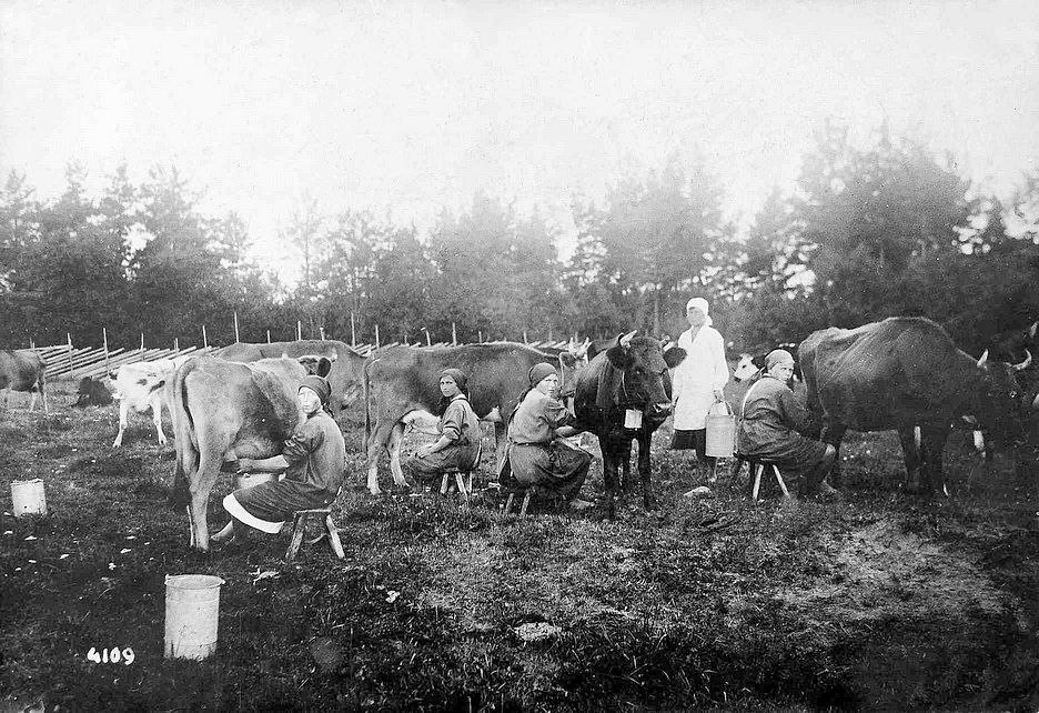 Ингерманладский колхоз. 1920-е