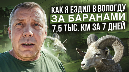 Как я ездил в ВОЛОГДУ за БАРАНАМИ🚗🗺️🐑Романовская порода овец🐑🐑🐑.