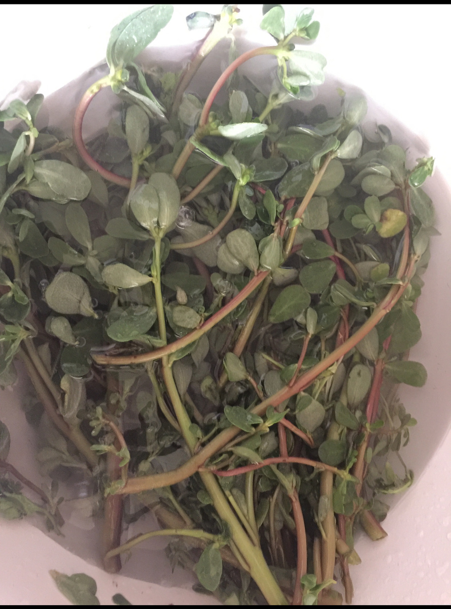 Свежий портулак (бандур)