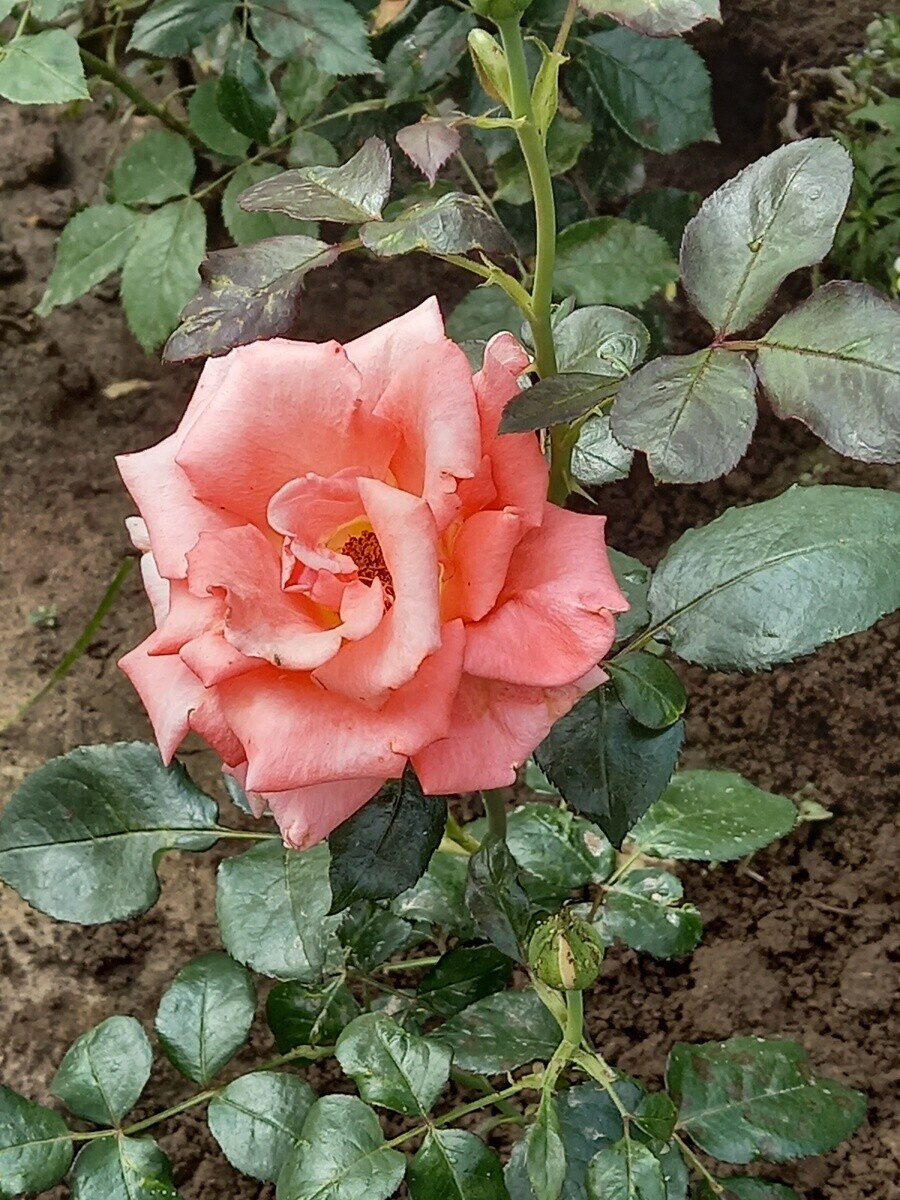 фото Анны