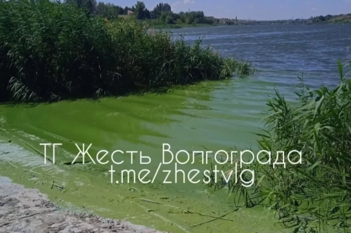    Жители поселка под Волгоградом жалуются на вонючую воду в Волге