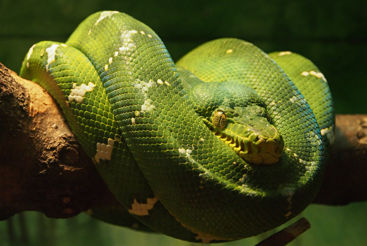 Изумрудный древесный удав проводит большую часть своего времени, вися на ветвях деревьев, практически неподвижно, что делает его почти невидимым для потенциальных жертв. В такой позе он сворачивается в плотное кольцо, держась за ветку хвостом и телом, и терпеливо ждет, пока добыча не приблизится достаточно близко. Когда маленькое млекопитающее или птица оказывается в пределах досягаемости, удав молниеносно бросается вперед, хватая жертву своими мощными челюстями. Его охотничья тактика включает в себя как визуальные, так и тактильные ощущения: змеи используют свои термочувствительные ямки, чтобы обнаруживать тепло, исходящее от потенциальной добычи, даже в полной темноте.