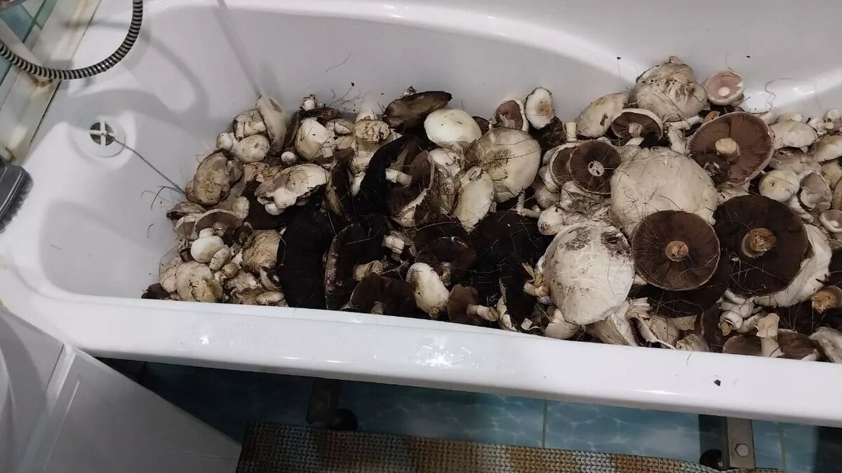     Источник: Тг-канал «Грибы и грибники Оренбургской области»